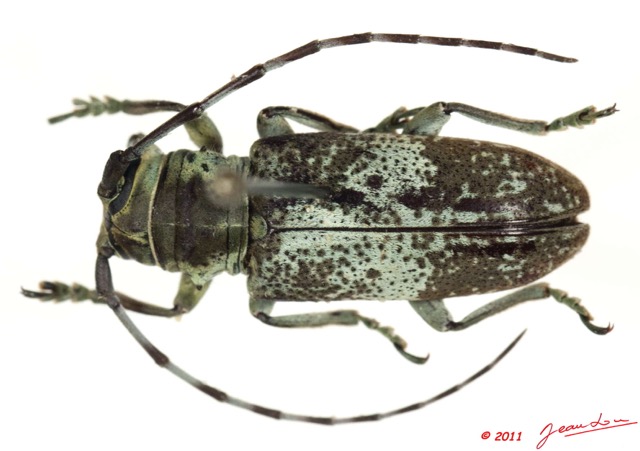 041 Coleoptere 51b (FD) Cerambycidae 11E5K2IMG_68574wtmk.jpg