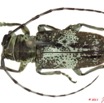 041 Coleoptere 51b (FD) Cerambycidae 11E5K2IMG_68574wtmk.jpg