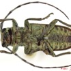 042 Coleoptere 51b (FV) Cerambycidae 11E5K2IMG_68575wtmk.jpg