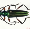 043 Coleoptere 54b (FD) Cerambycidae 11E5K2IMG_68635wtmk.jpg