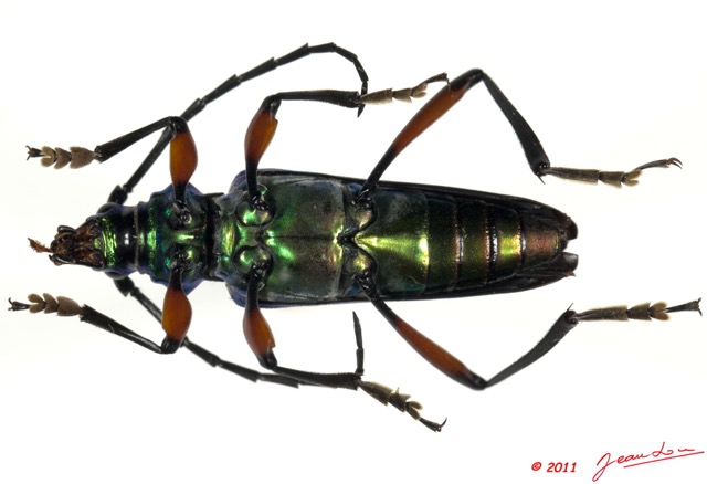044 Coleoptere 54b (FV) Cerambycidae 11E5K2IMG_68638wtmk.jpg