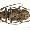 046 Coleoptere 57d (FV) Cerambycidae 12E5K2IMG_73842wtmk.jpg