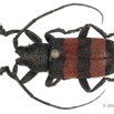 047 Coleoptere 59b (FD) Cerambycidae Ceroplesis sp 12E5K2IMG_76682wtmk.jpg