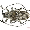 051 Coleoptere 62a (FD) Cerambycidae 13E5K3IMG_91463 PCawtmk.jpg