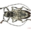 052 Coleoptere 62a (FV) Cerambycidae 13E5K3IMG_91491 PCawtmk.jpg
