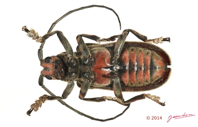 054 Coleoptere 63b (FV) Cerambycidae 14E5K3IMG_97033 PdCawtmk.jpg