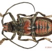 054 Coleoptere 63b (FV) Cerambycidae 14E5K3IMG_97033 PdCawtmk.jpg