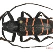 055 Coleoptere 63c (FD) Cerambycidae 14E5K3IMG_97051 PdCawtmk.jpg