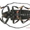 056 Coleoptere 63c (FV) Cerambycidae 14E5K3IMG_97075 PdCawtmk.jpg