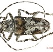 057 Coleoptere 63d (FD) Cerambycidae 14E5K3IMG_970100 PdCawtmk.jpg