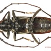 060 Coleoptere 64a (FV) Cerambycidae 14E5K3IMG_970202 PdCawtmk.jpg