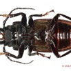 062 Coleoptere 64b (FV) Cerambycidae Mallodon downesi 14E5K3IMG_970252 PdCawtmk.jpg