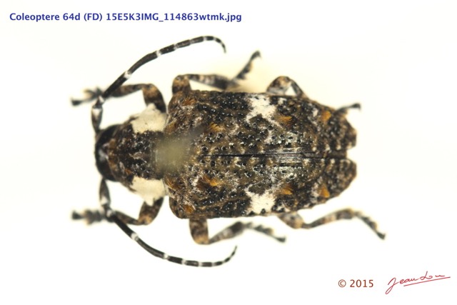 063 Coleoptere 64d (FD) Cerambycidae 15E5K3IMG_114863wtmk.jpg