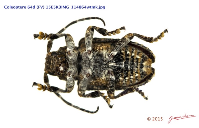 064 Coleoptere 64d (FV) Cerambycidae 15E5K3IMG_114864wtmk.jpg