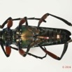 066 Coleoptera 67a (FV) Cerambycidae 16E5K3IMG_118928PdCawtmk.jpg