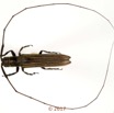 069 Coleoptera 68a (FD) Cerambycidae m 17E5K3IMG_124409awtmk.jpg