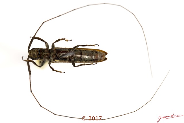 070 Coleoptera 68a (FV) Cerambycidae m 17E5K3IMG_124410awtmk.jpg