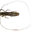 070 Coleoptera 68a (FV) Cerambycidae m 17E5K3IMG_124410awtmk.jpg