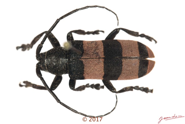 071 Coleoptera 68c (FD) Cerambycidae f 17E5K3IMG_124444awtmk.jpg