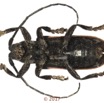 073 Coleoptera 68c (FV) Cerambycidae f 17E5K3IMG_124445awtmk.jpg