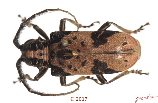 075 Coleoptera 68d (FD) Cerambycidae f 17E5K3IMG_124525awtmk.jpg