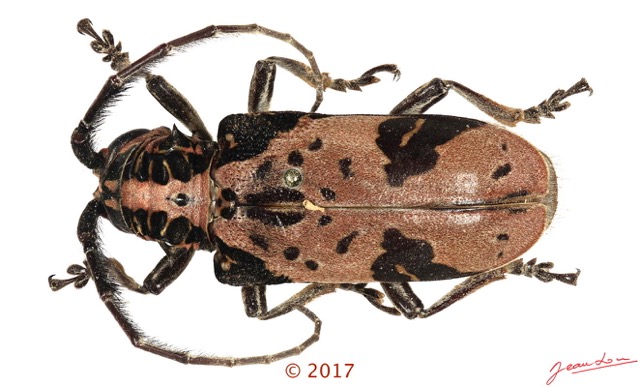 076 Coleoptera 68d (FD) Cerambycidae f 17E5K3IMG_124527 PdCawtmk.jpg