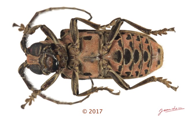 077 Coleoptera 68d (FV) Cerambycidae f 17E5K3IMG_124526awtmk.jpg