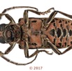 078 Coleoptera 68d (FV) Cerambycidae f 17E5K3IMG_124565 PdCawtmk.jpg