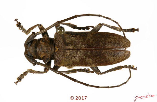 080 Coleoptera 69b (FD) Cerambycidae 126091 PdC_DxOwtmk.jpg