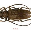 080 Coleoptera 69b (FD) Cerambycidae 126091 PdC_DxOwtmk.jpg