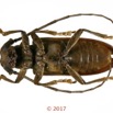 082 Coleoptera 69b (FV) Cerambycidae 126108 PdC_DxOwtmk.jpg