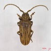 001 Coleoptere (FD) Cerambycidae Lamiinae IMG_3783WTMK.JPG