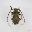 003 Coleoptere (FD) Cerambycidae Lamiinae Coptops aedificator IMG_3927WTMK.JPG