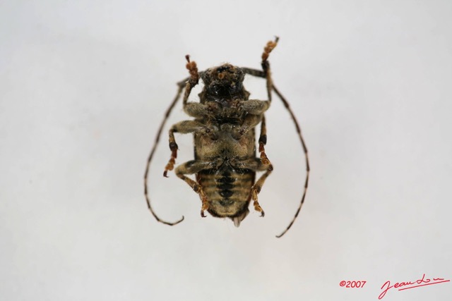 004 Coleoptere (FV) Cerambycidae Lamiinae Coptops aedificator IMG_3930WTMK.JPG