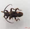 005 Coleoptere (FD) Cerambycidae Lamiinae IMG_5005WTMK.JPG