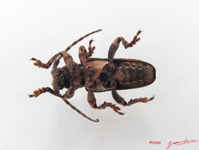 006 Coleoptere (FV) Cerambycidae Lamiinae IMG_5006WTMK.JPG