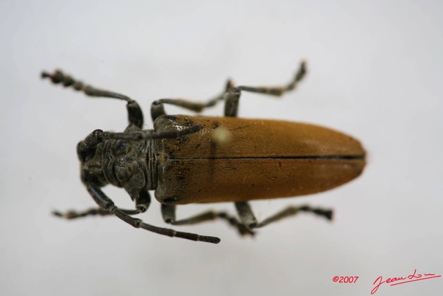 007 Coleoptere (FD) Cerambycidae Lamiinae IMG_3931WTMK.JPG