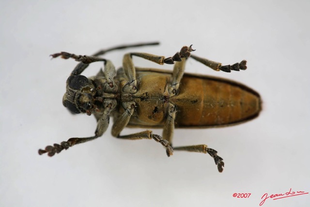 008 Coleoptere (FV) Cerambycidae Lamiinae IMG_3936WTMK.JPG