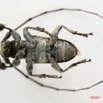 010 Coleoptere (FV) Cerambycidae Lamiinae Lasiopesus variegatus m IMG_5027WTMK.JPG