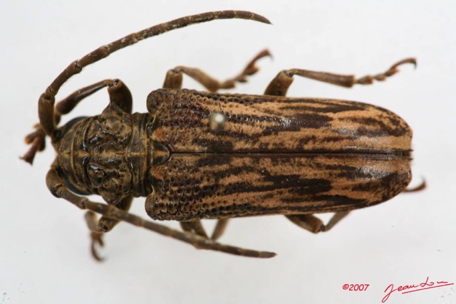 011 Coleoptere (FD) Cerambycidae Lamiinae 7IMG_5717WTMK.JPG