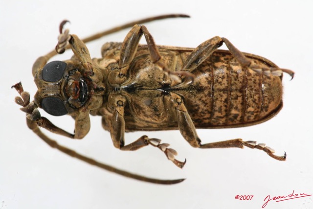 012 Coleoptere (FV) Cerambycidae Lamiinae 7IMG_5719WTMK.JPG