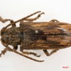 013 Coleoptere (FD) Cerambycidae Lamiinae 7IMG_6479WTMK.JPG