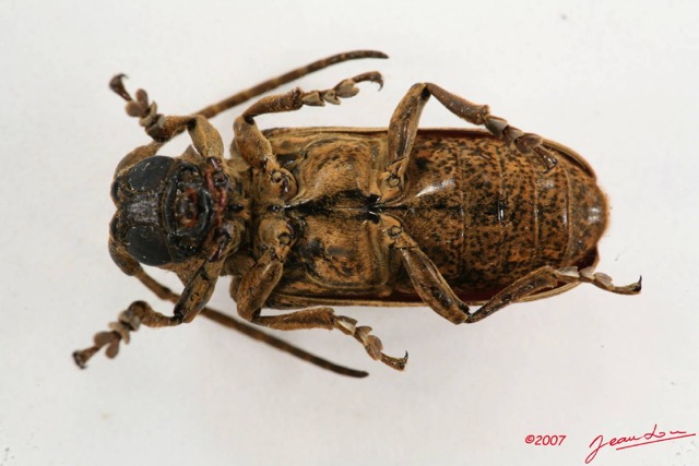 014 Coleoptere (FV) Cerambycidae Lamiinae 7IMG_6481WTMK.JPG