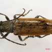 015 Coleoptere (FD) Cerambycidae Lamiinae 7IMG_6513WTMK.JPG