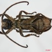 018 Coleoptere (FV) Cerambycidae Lamiinae Homelix lituratus 7EIMG_1016WTMK.JPG