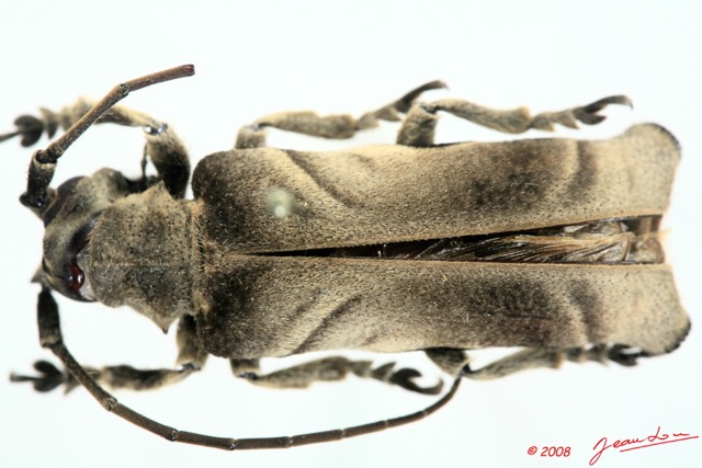019 Coleoptere (FD) Cerambycidae Lamiinae 8EIMG_26107WTMK.jpg