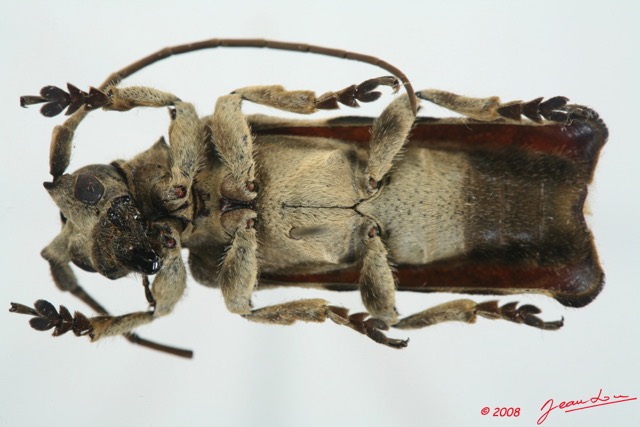 020 Coleoptere (FV) Cerambycidae Lamiinae 8EIMG_26116WTMK.jpg
