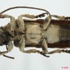 020 Coleoptere (FV) Cerambycidae Lamiinae 8EIMG_26116WTMK.jpg