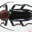 001 Coleoptere (FD) Cerambycidae Prioninae Eudianodes congolensis m 8EIMG_4067WTMK.JPG