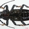 002 Coleoptere (FV) Cerambycidae Prioninae Eudianodes congolensis m 8EIMG_4074WTMK.JPG